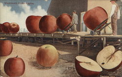 Mammoth Idaho Apples Exaggeration Postcard Postcard Postcard