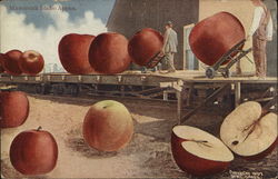 Mammoth Idaho Apples Exaggeration Postcard Postcard Postcard