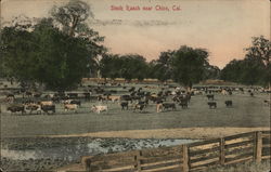 Stock Ranch Chico, CA Postcard Postcard Postcard