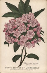 Mountain Laurel, State Flower of Connecticut Postcard