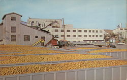 Minute Maid Processing Plant Postcard