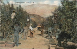 Picking Olives Postcard