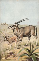 Beisa Antelope Postcard Postcard