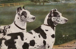 Waiting for Master. - Two dogs in a field. Postcard Postcard