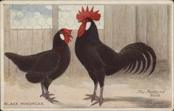 Black Minorcas Chickens Postcard Postcard