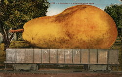 A carload - A Mammoth Pear From ___________ Postcard