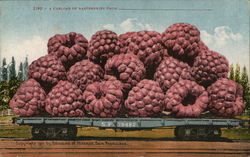 A Carload of Raspberries Postcard