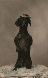 A black Dachshund stands on its hind legs wearing a small green hat with a red and white striped band Postcard