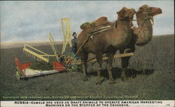 Camels Pulling Harvesting Machine Postcard Postcard