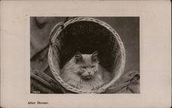 After Dinner. - Cat in a Basket Cats Postcard Postcard