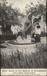 Olive Trees in the Garden of Gethsemane Postcard