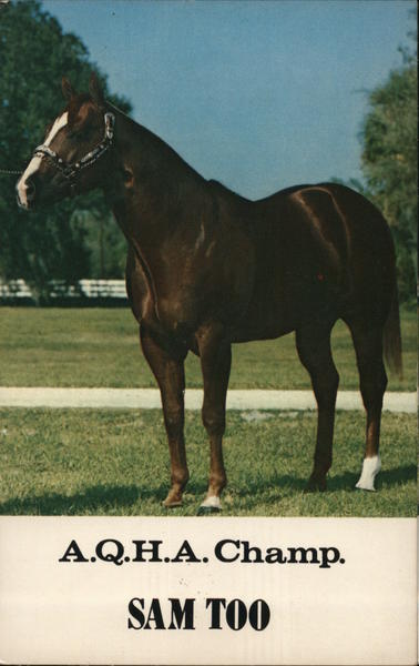 Sam Too, A.Q.H.A. Champion Horses Postcard