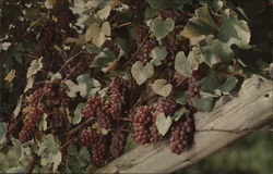 Delaware Grapes in thee Vineyards if the Taylor Wine Company near , New York Hammondsport, NY Postcard Postcard Postcard