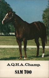 Sam Too, A.Q.H.A. Champion Horses Postcard Postcard Postcard