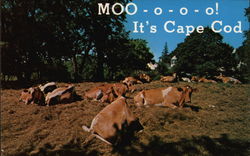 MOO-o-o-o! It's Cape Cod Massachusetts Postcard Postcard Postcard