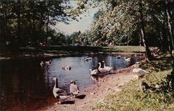 Canoe River Campground Postcard