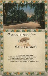 Greetings From California, Palm Drive Postcard