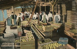 A California Lemon Packing House Postcard