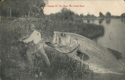 A Fair Sample of the Bass We Catch Here Exaggeration Postcard Postcard Postcard