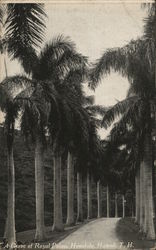 A Grove of Royal Palms Honolulu, HI Postcard Postcard Postcard