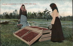 Placing Cranberries in Trays Cape Cod, MA Postcard Postcard Postcard