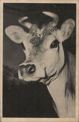 Elsie the Borden Glamour Cow Postcard