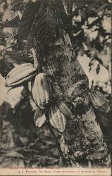 Cocoa pods in tree - Chocolate Postcard