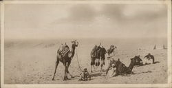 Natives traversing the desert Cairo, Egypt Africa Postcard Postcard