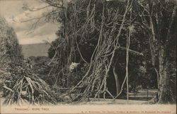 Rope Tree Postcard