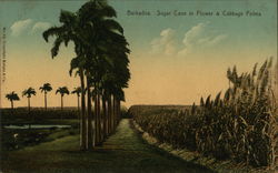 Sugar cane in flower & cabbage palms Barbados Caribbean Islands Postcard Postcard