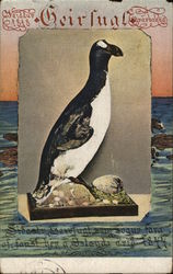 Great auk - Geirfugl Postcard