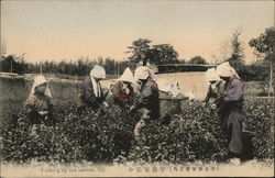 Picking up tea leaves, Uji Japan Postcard Postcard