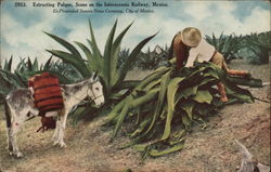 Extracting pulque, scene on the Interoceanic Railway Postcard