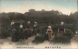 Tea-leaf to Pineh Uji, Kyoto Japan Postcard Postcard