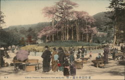 Cherry Blossom, Maruyama Park at Kyoto Japan Postcard Postcard