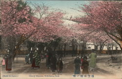 Cherry blossoms Postcard