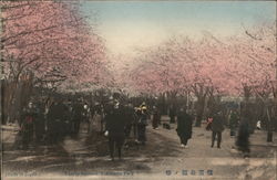 Cherry Blossoms, Yokohama Park Japan Postcard Postcard