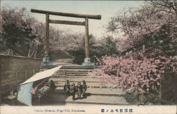 Cherry Blossom, Noge Hill, Yokohama Postcard