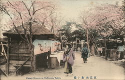 Cherry Blossom, Mukojima, Tokyo Japan Postcard Postcard