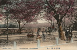 Cherry Blossom, Yokohama Park Postcard