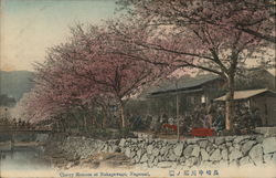 Cherry blossom at Nakagawago Nagasaki, Japan Postcard Postcard