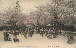 Cherry Blossoms in the Park Yokohama, Japan Postcard Postcard