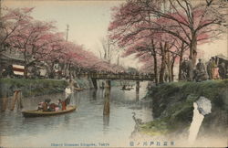 Cherry blossoms, Edogawa Postcard