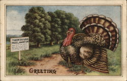 Thanksgiving Proclamation Turkeys Postcard Postcard Postcard