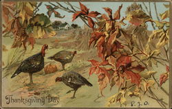 Thanksgiving Day Turkeys Postcard Postcard Postcard