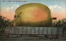 A Mammoth Belleflower Apple Postcard