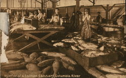 Interior of Salmon Cannery, Columbia River Postcard