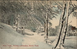 Winter Landscape, Bronx Park New York Postcard Postcard Postcard