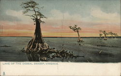 Lake of the Dismal Swamp Postcard