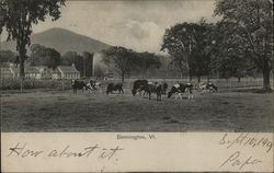 Cows Eating in a Pasture Bennington, VT Postcard Postcard Postcard